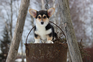 Võluv welsh corgi pembroke tüdruk (5 foto / 10)
