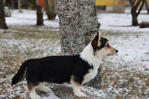 Võluv welsh corgi pembroke tüdruk (9 foto / 10)