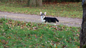 Võluv welsh corgi pembroke tüdruk (10 foto / 10)
