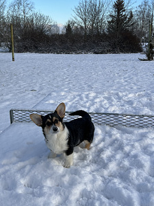 Welsh corgi pembroke kutsikad (1 foto / 3)