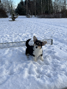 Welsh corgi pembroke kutsikad (2 foto / 3)