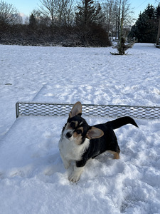 Welsh corgi pembroke kutsikad (3 foto / 3)