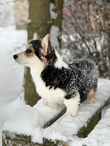 Väga ilus tüdruk Welsh Corgi Pembroke (7 foto / 8)