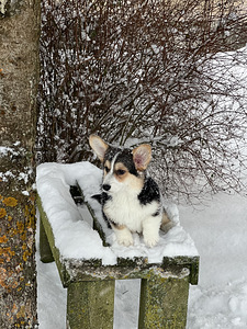 Väga ilus tüdruk Welsh Corgi Pembroke (2 foto / 8)