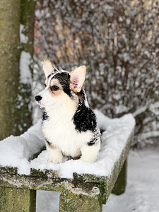 Väga ilus tüdruk Welsh Corgi Pembroke (1 foto / 8)