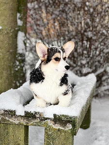 Väga ilus tüdruk Welsh Corgi Pembroke (3 foto / 8)