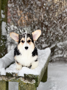 Väga ilus tüdruk Welsh Corgi Pembroke (5 foto / 8)