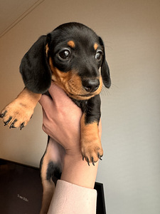 Mini mäyräkoira (1 valokuva sivusta 6)