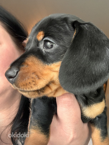 Mini mäyräkoira