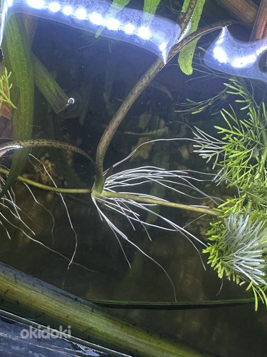 Vallisneria võsud