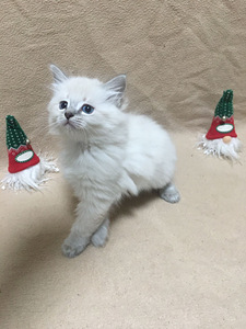 Продаю котят (5 фото из 8)