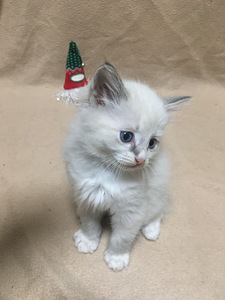 Продаю котят (6 фото из 8)