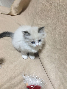 Продаю котят (7 фото из 8)