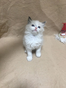 Продаю котят (8 фото из 8)
