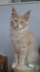Imeilusad Maine Coonid (1 foto / 2)