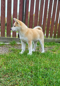 Akita inu (4 foto no 4)