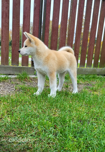 Akita inu (foto #4)