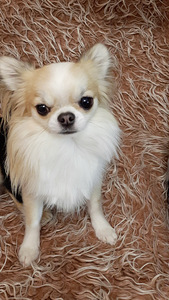 Chihuahua ootab pruuti. (1 foto / 3)