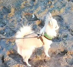 Chihuahua ootab pruuti. (2 foto / 3)