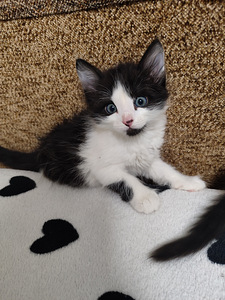Котята (1 фото из 2)