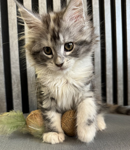 Burvīga meinkūna kaķenīte Ariel meklē mīlošas mājas (2 foto no 3)