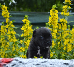 Staffordshire,i bullterrieri kutsikad (1 foto / 6)