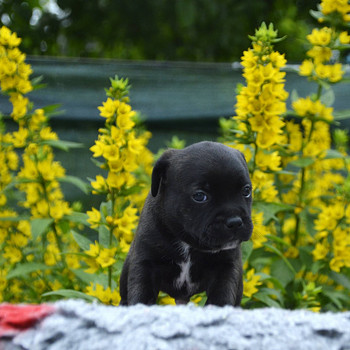 Staffordshire,i bullterrieri kutsikad