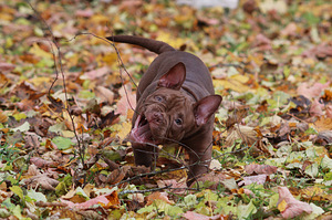 American pocket bully (2 foto no 10)