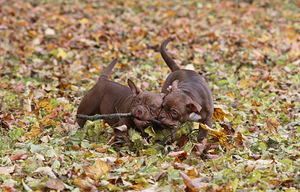 American pocket bully (4 foto no 10)