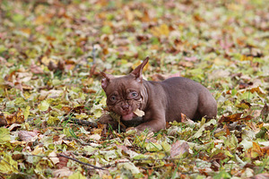 American pocket bully (8 foto no 10)