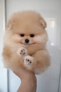 Pomeranian pentu (2 valokuva sivusta 4)