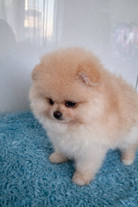 Pomeranian pentu (3 valokuva sivusta 4)