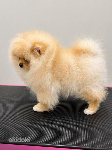Pomeranian pentu