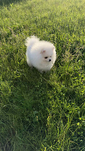 Pomeranian spits (4 valokuva sivusta 4)