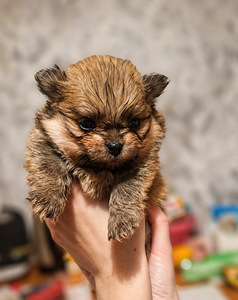 Pomeranian pentu (5 valokuva sivusta 7)