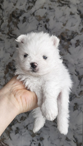 Pomeranian pentu (2 valokuva sivusta 7)