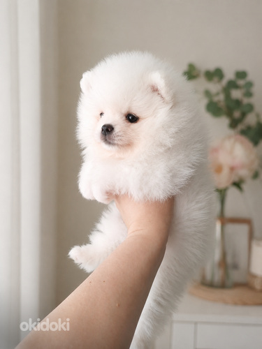 Pomeranian pentu