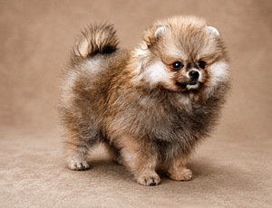Pomeranian pentu (4 valokuva sivusta 5)