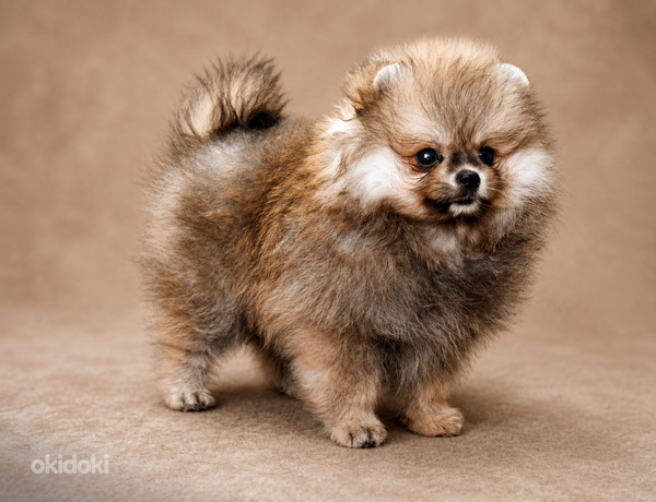 Pomeranian pentu