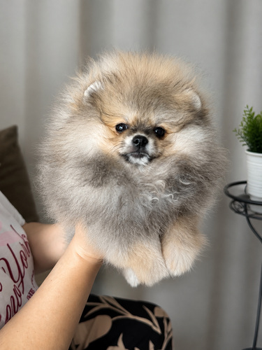 Pomeranian pentu
