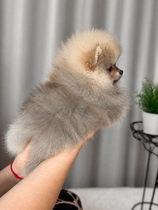 Pomeranian pentu (3 valokuva sivusta 5)