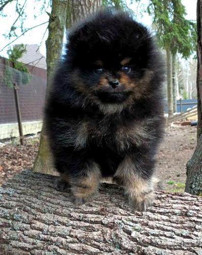 Pomeranian (foto #8)