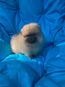 Pomeranian spits (4 foto / 8)