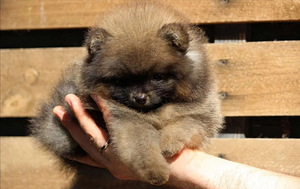 Pomeranian spits (2 foto / 8)