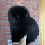 Pomeranian (foto #2)
