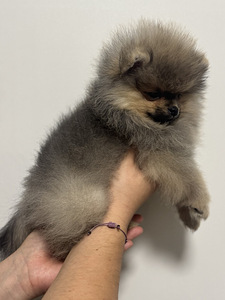 Pomeranian spits (7 foto / 7)