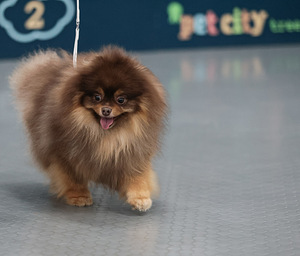 Pomeranian spits (10 foto / 10)