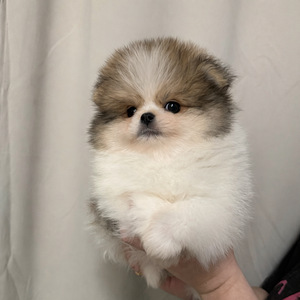Pomeranian spits (2 foto / 9)