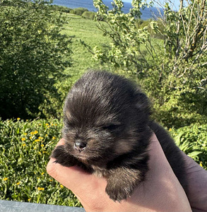 Pomeranian spits (1 foto / 8)