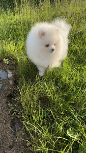 Pomeranian spits (6 foto / 7)